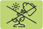 Поливать и ставить под прямые солнечные лучи категорически запрещено